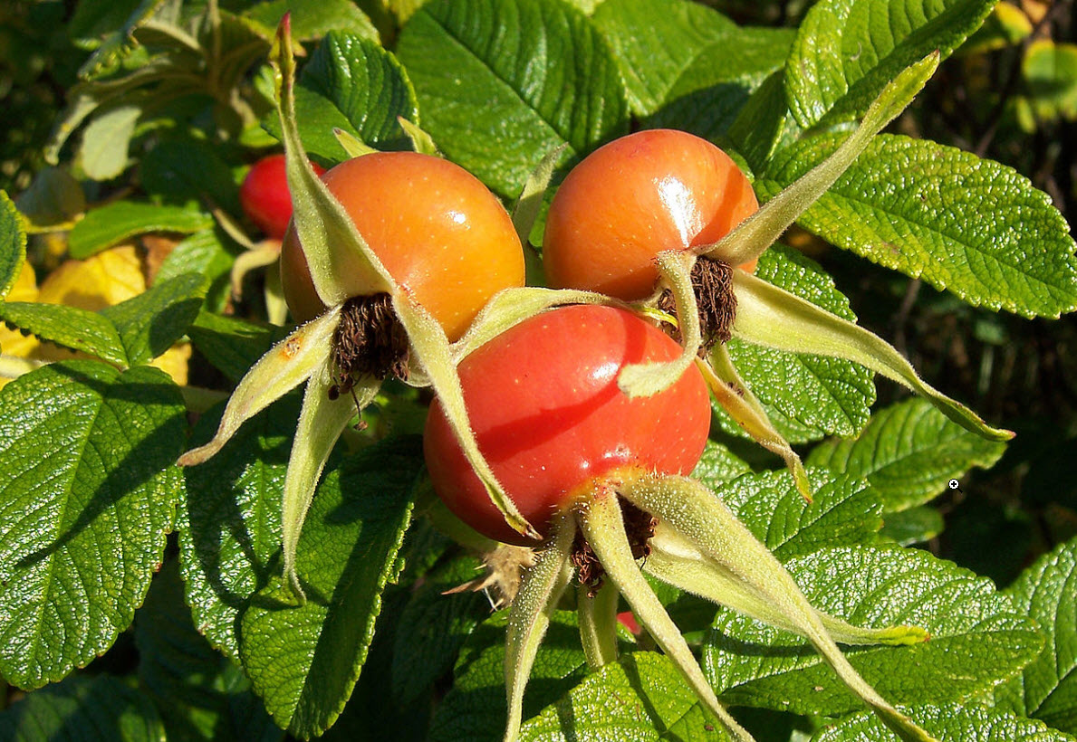 Rosa rugosa - Rugosa Rose | PlantMaster