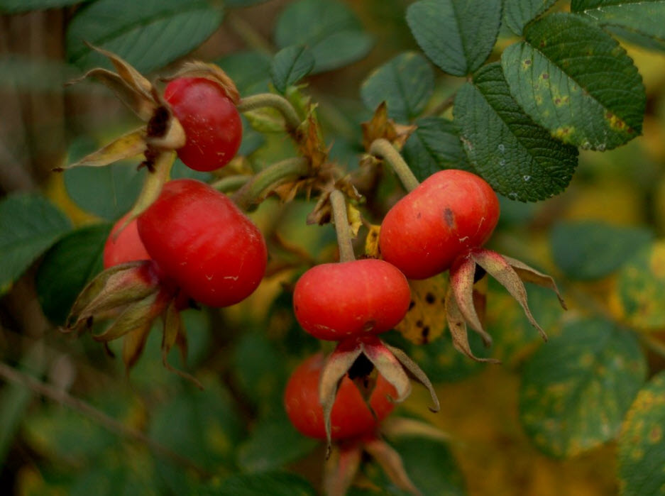Rosa rugosa - Rugosa Rose | PlantMaster