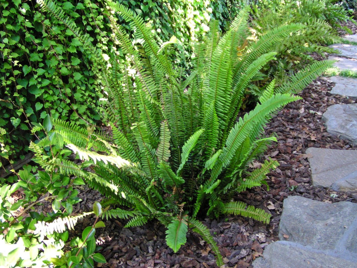 Nephrolepis cordifolia - Sword Fern | PlantMaster
