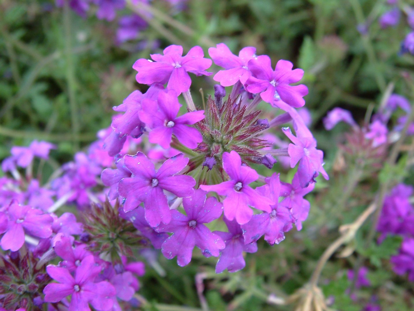 Verbena 'Homestead Purple' - Homestead Purple Verbena | PlantMaster