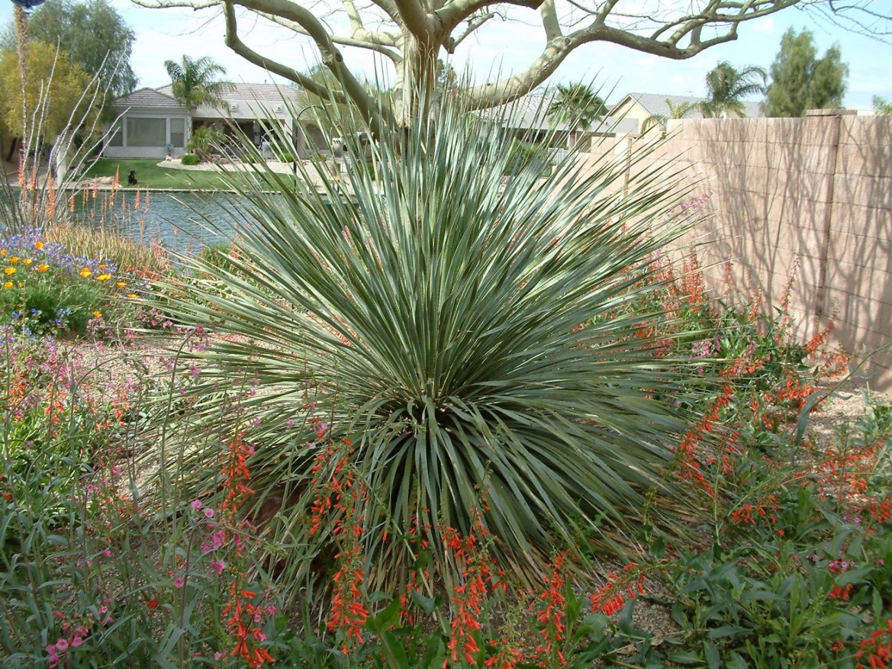 Dasylirion wheeleri - Grey Desert Spoon, Sotol | PlantMaster