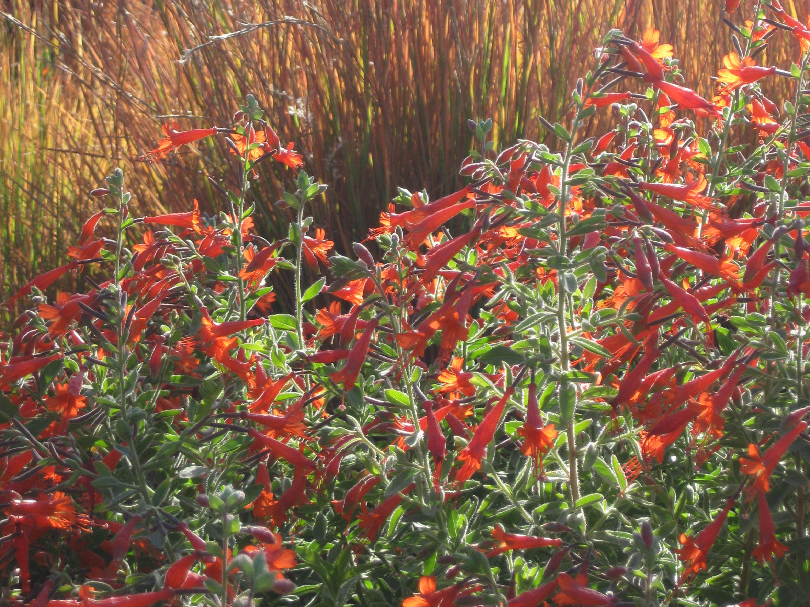 Zauschneria garrettii Orange Carpet® - Hummingbird Trumpet