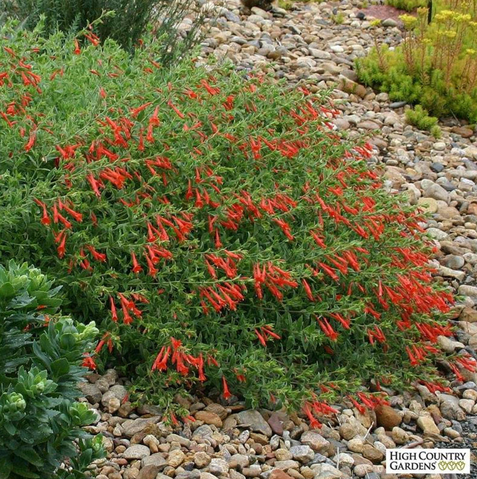 Zauschneria garrettii Orange Carpet® - Hummingbird Trumpet