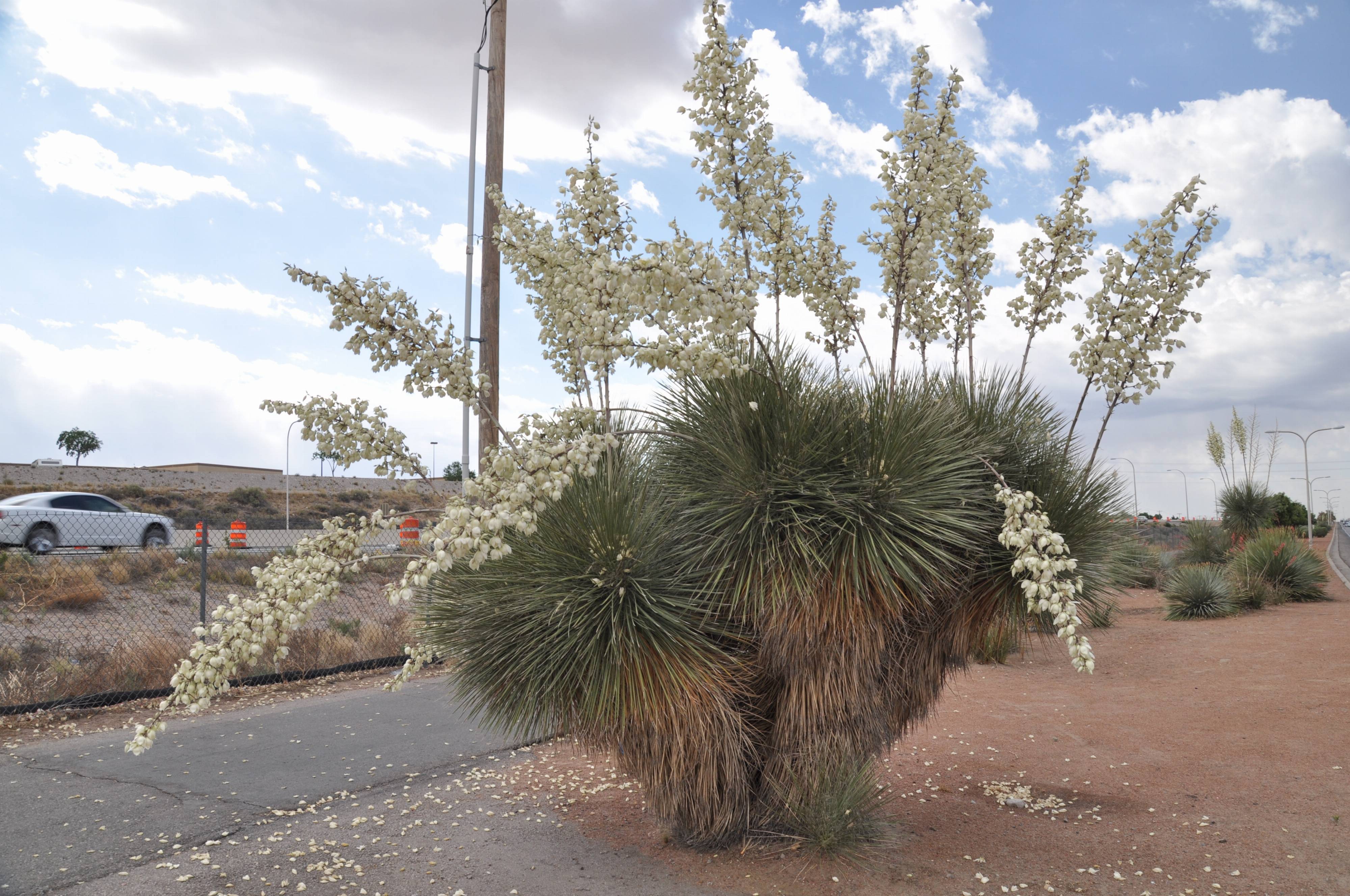 Yucca elata - Soaptree Yucca | PlantMaster