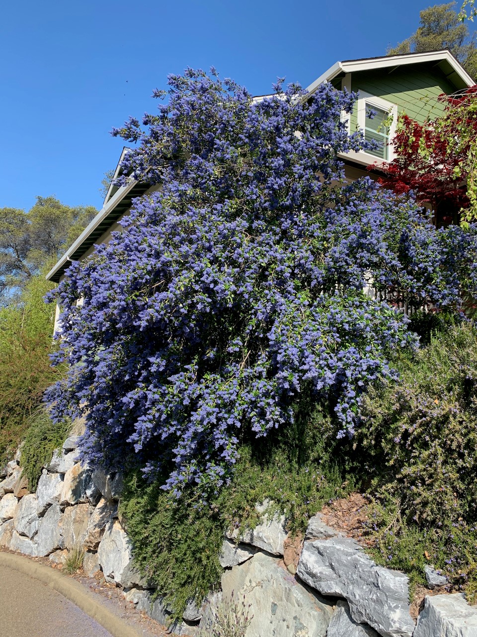 Ceanothus 'Ray Hartman' - Ray Hartman California Lilac | PlantMaster