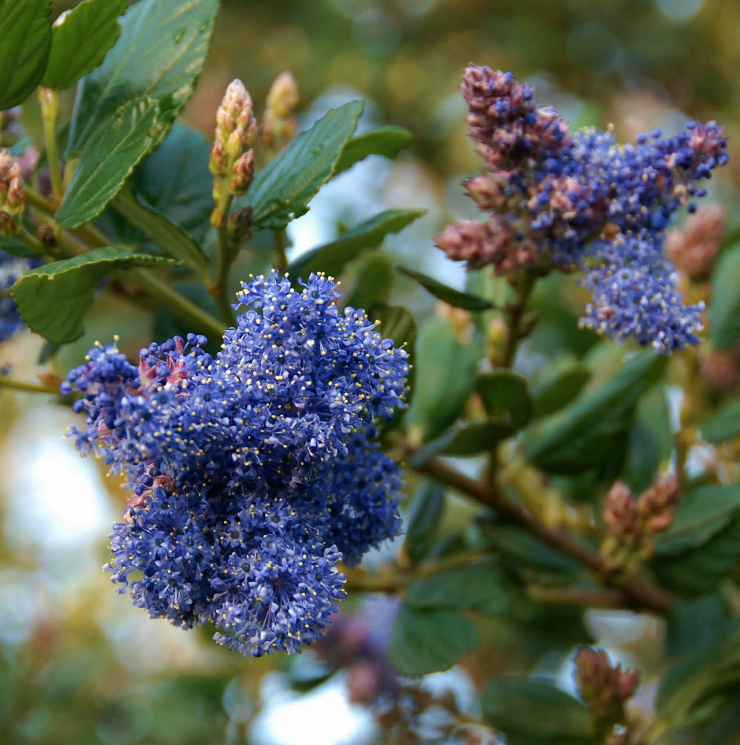 Ceanothus 'Ray Hartman' - Ray Hartman California Lilac | PlantMaster