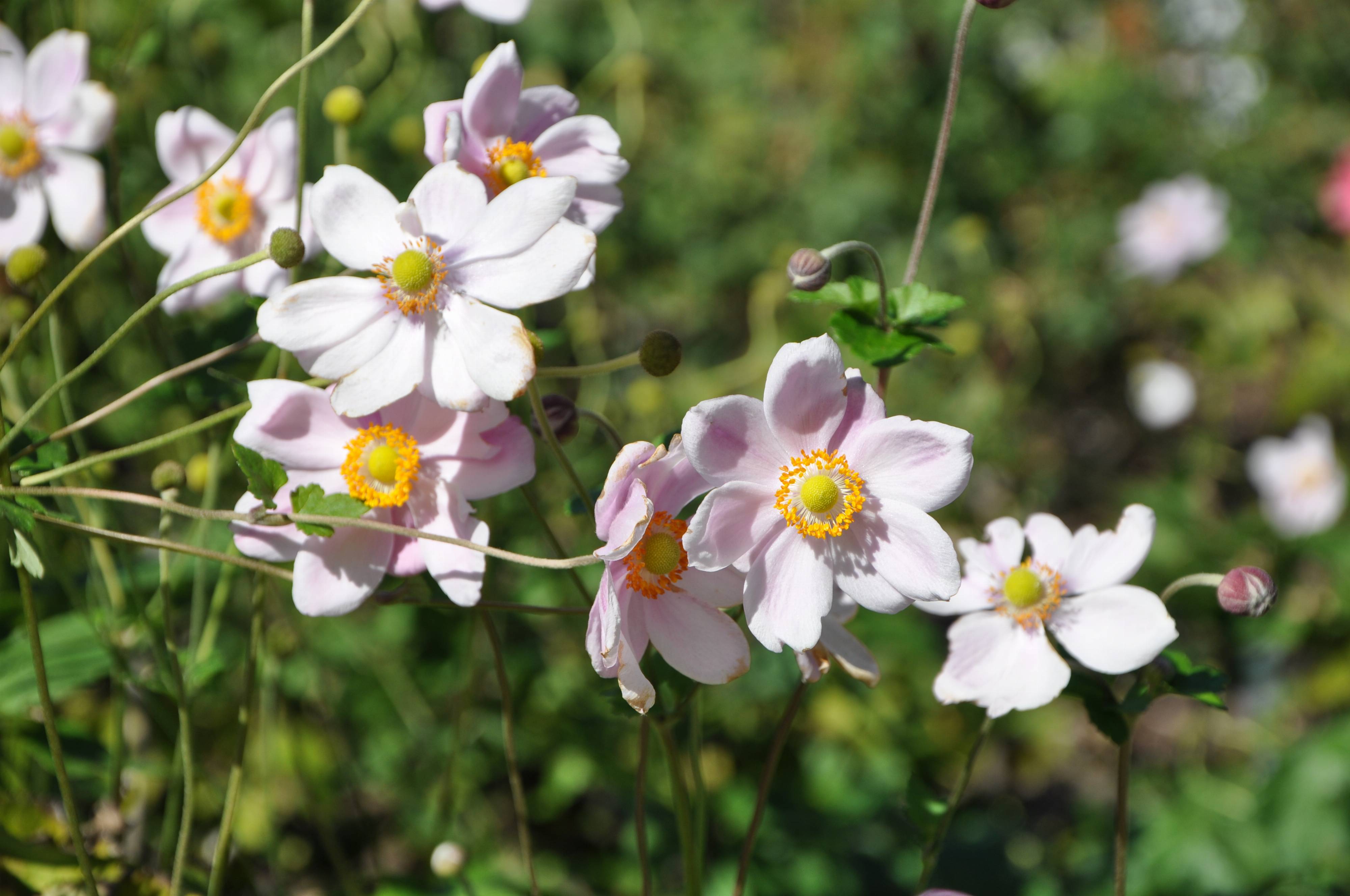 Anemone x hybrida - Japanese Anemone | PlantMaster