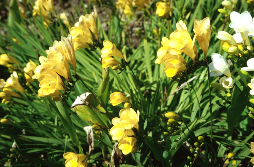 フリージア Ｆ3 Freesia x hybrids - Freesia, Improved | PlantMaster
