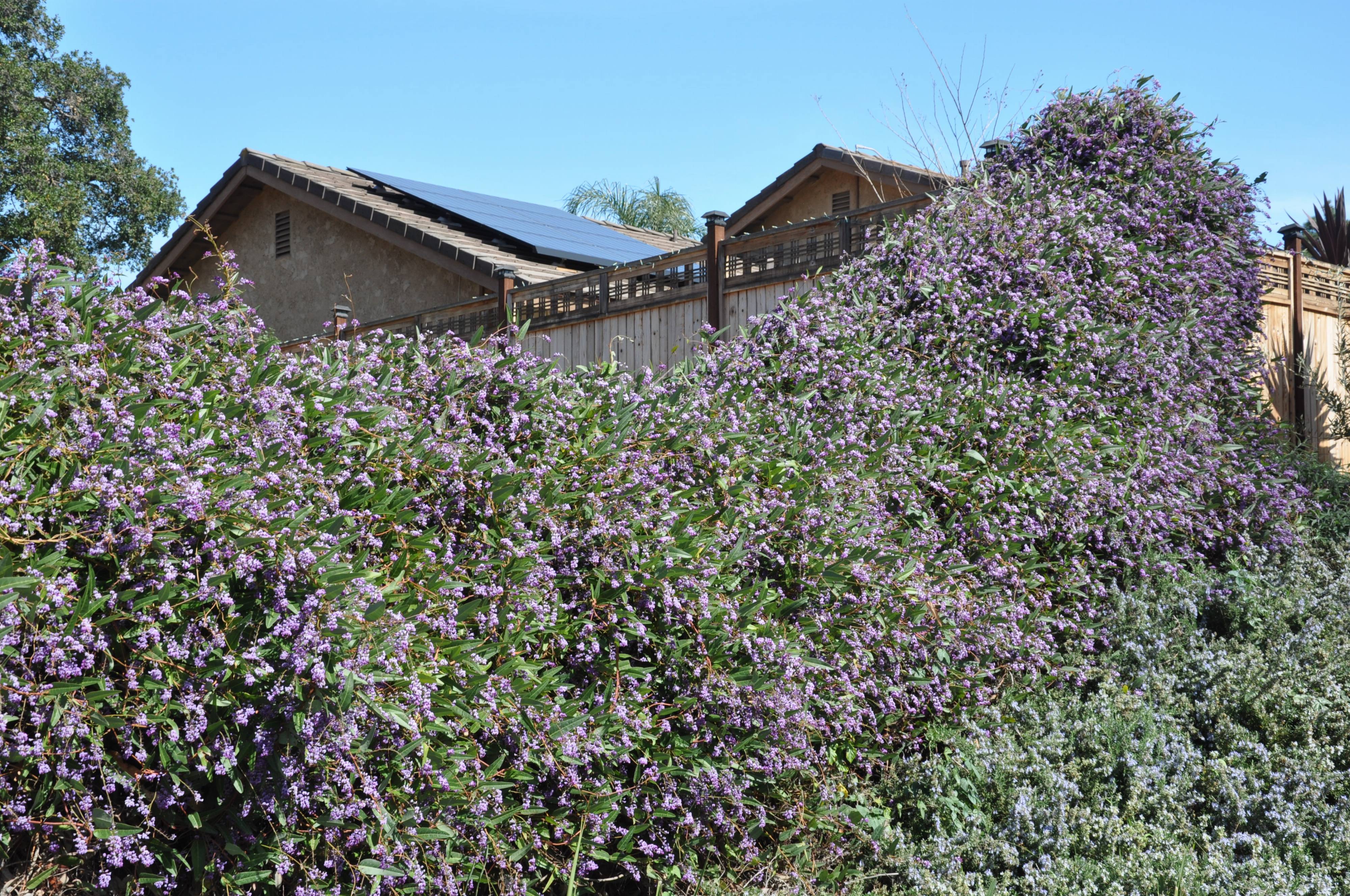 Hardenbergia violacea - Purple Lilac Vine | PlantMaster