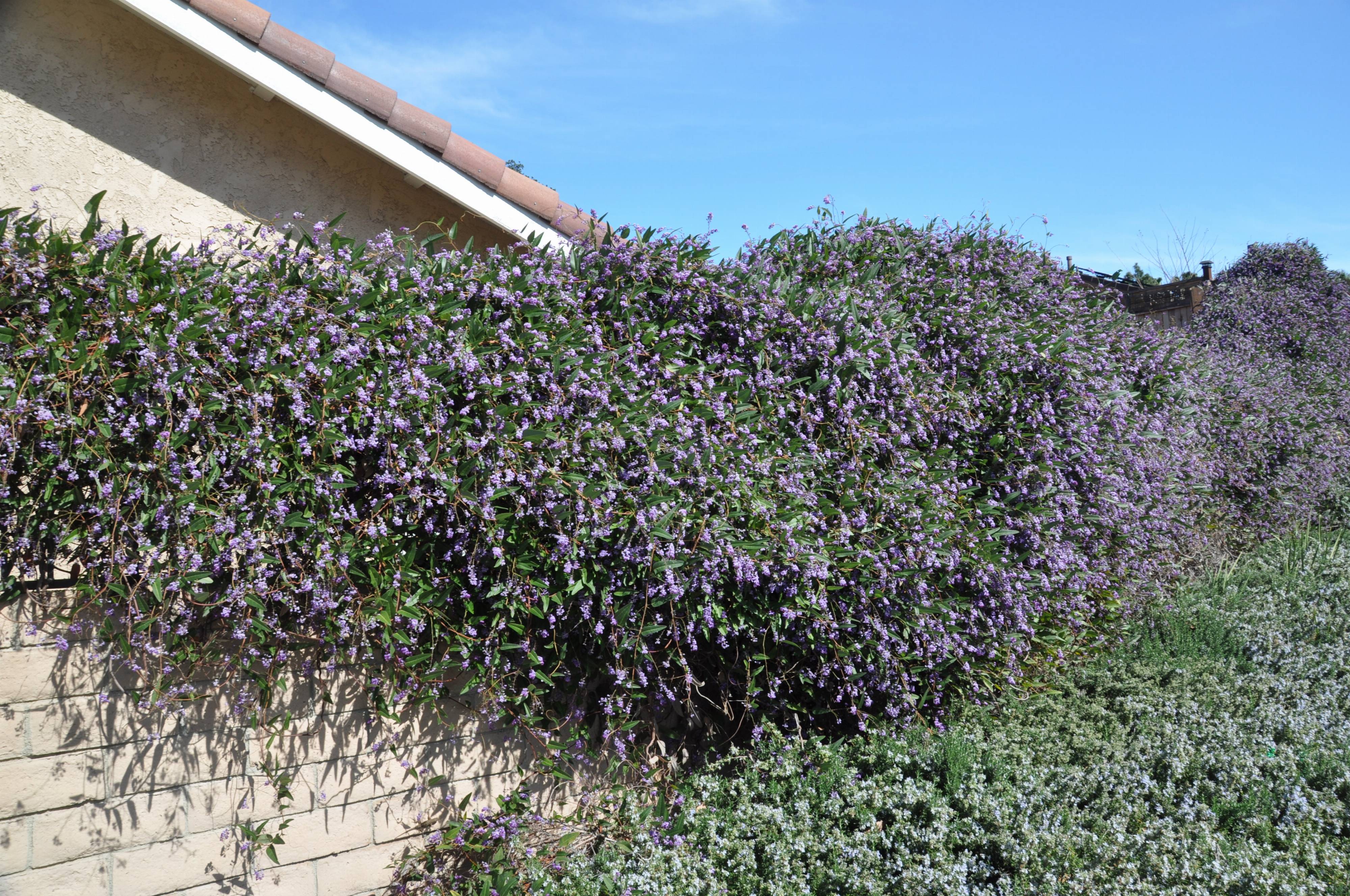 Hardenbergia violacea - Purple Lilac Vine | PlantMaster