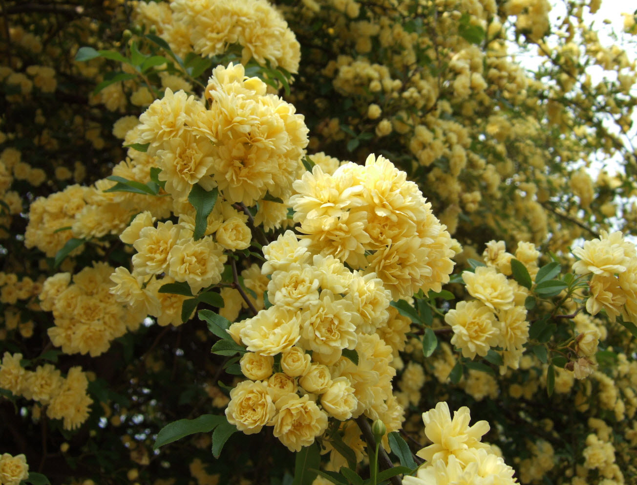 Rosa banksiae 'Lutea' - Yellow Lady Banks' Rose