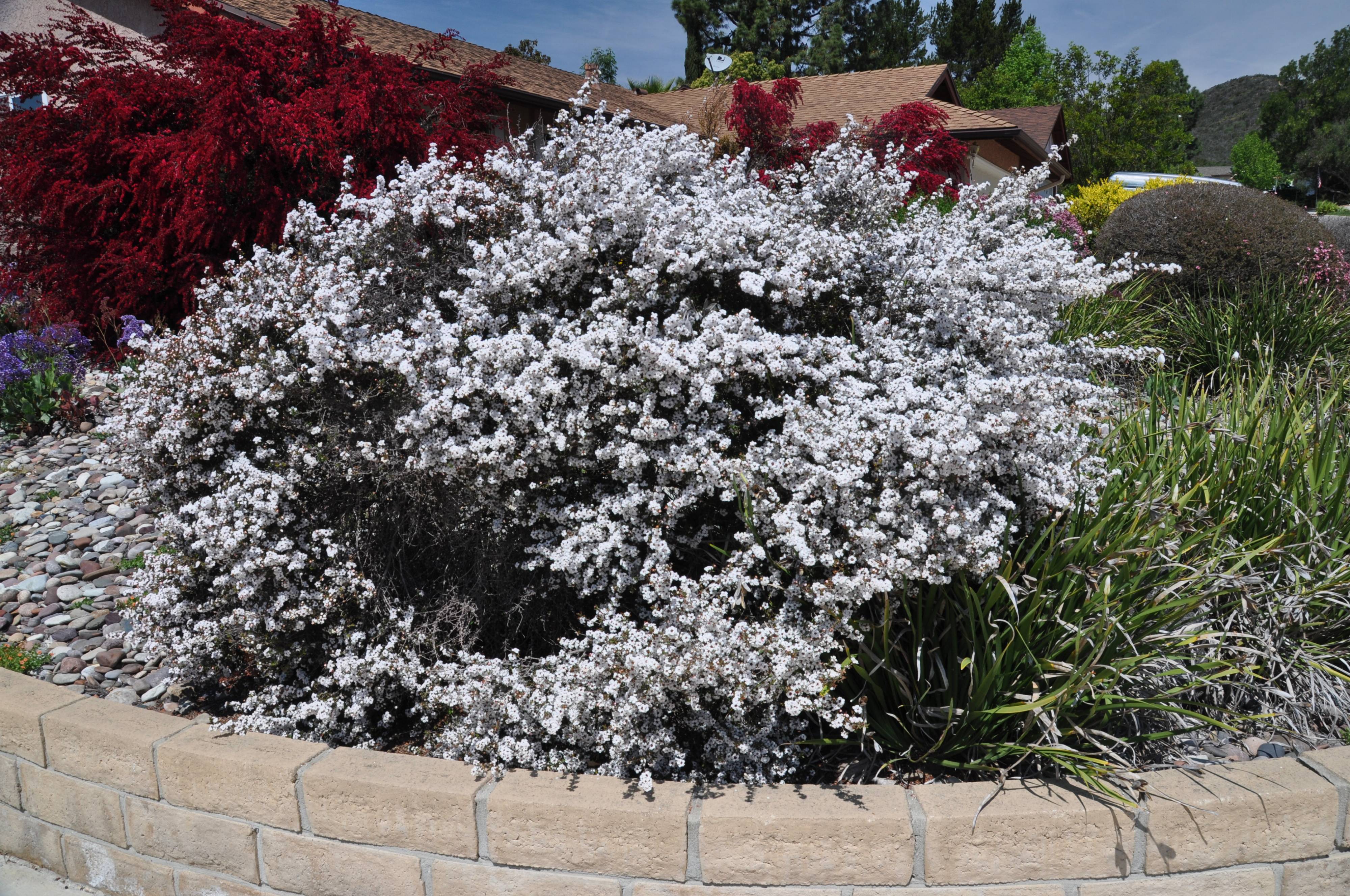 Leptospermum scoparium 'Snow White' - Snow White Manuka Tea Tree