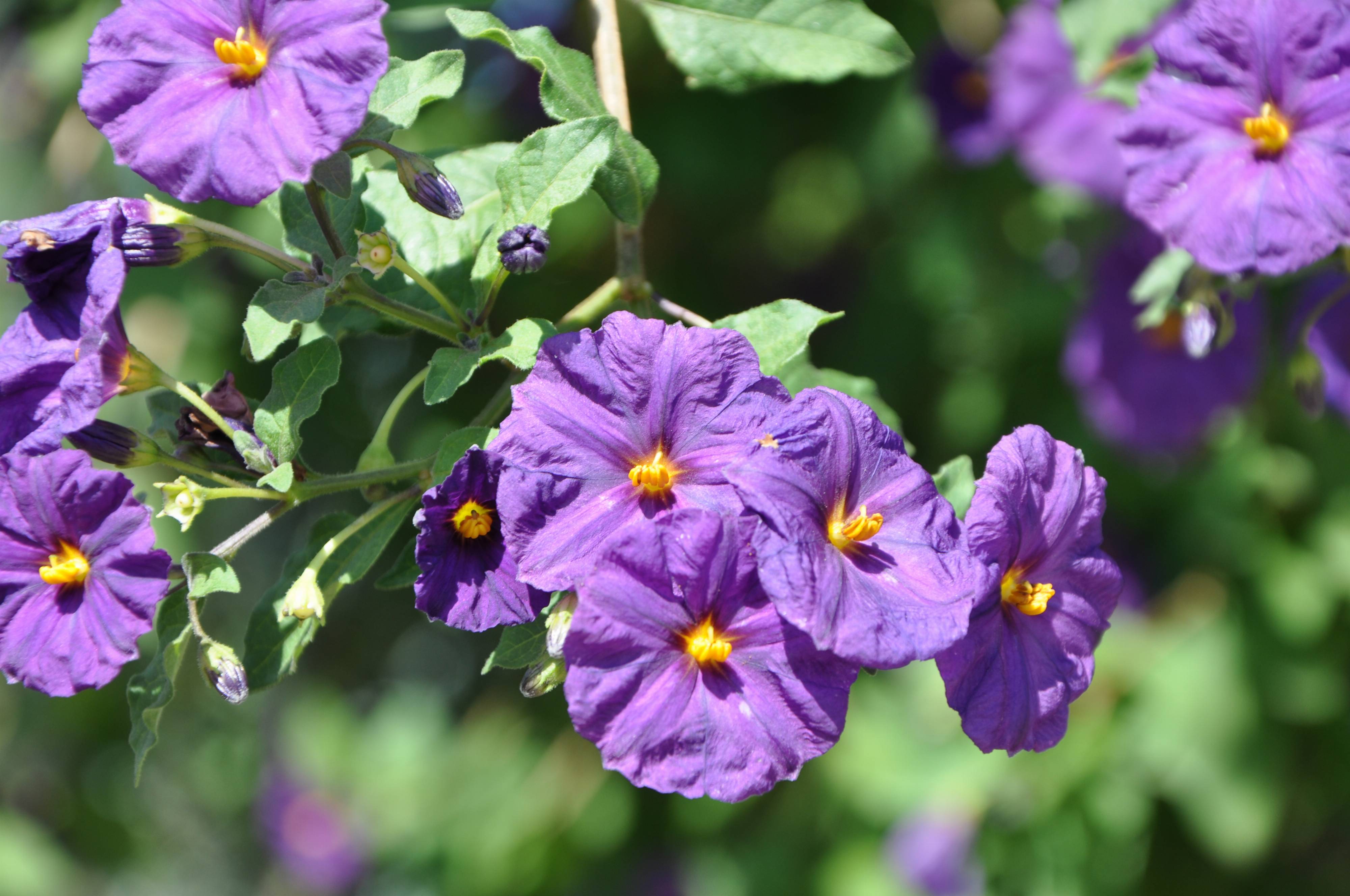 Lycianthes rantonnetii - Blue Potato Bush; Potato Tree; Paraguay