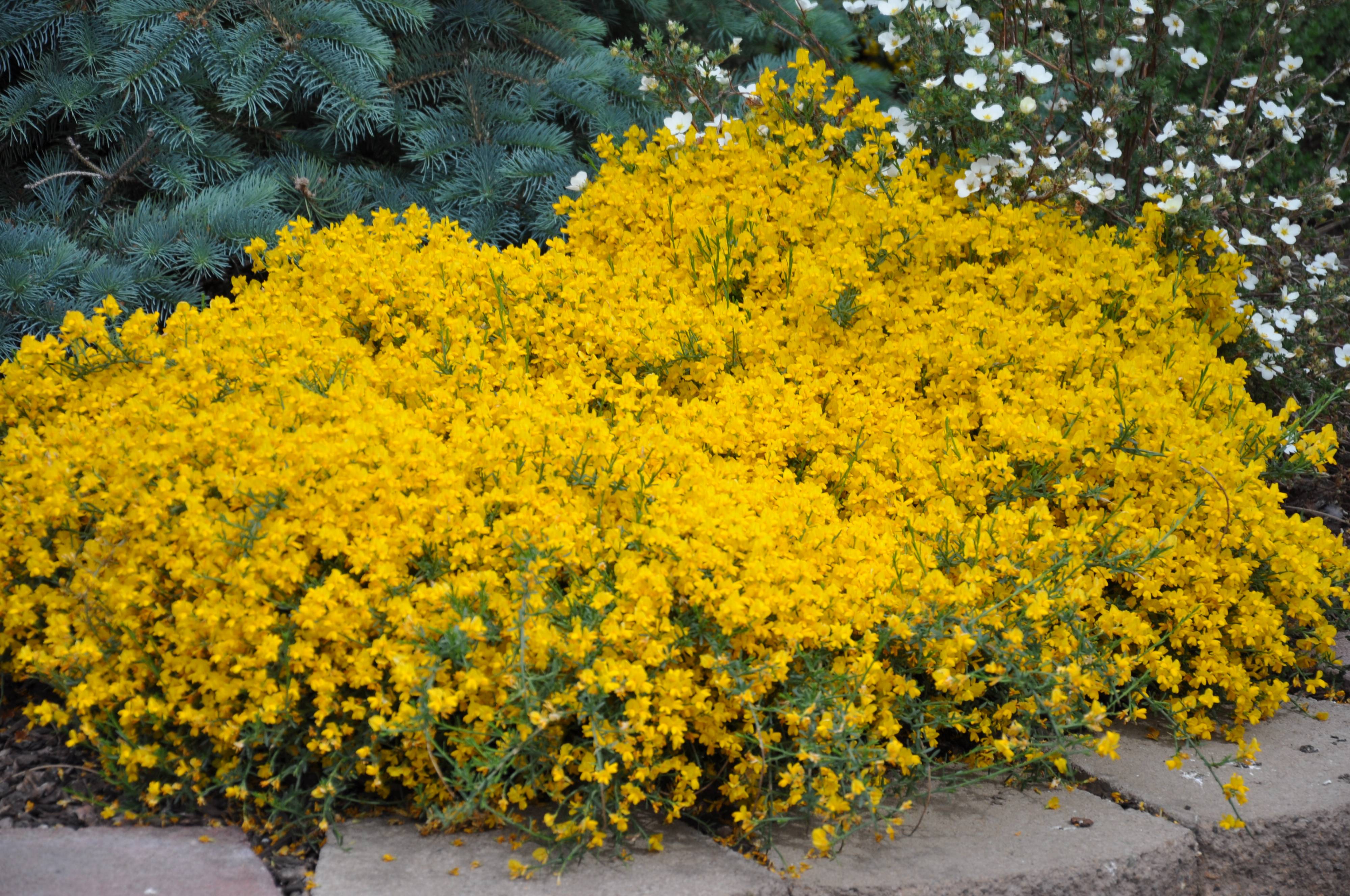 Genista lydia - Woadwaxen | PlantMaster