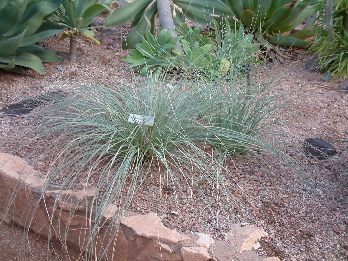 Calibanus hookeri - Calibanus | PlantMaster