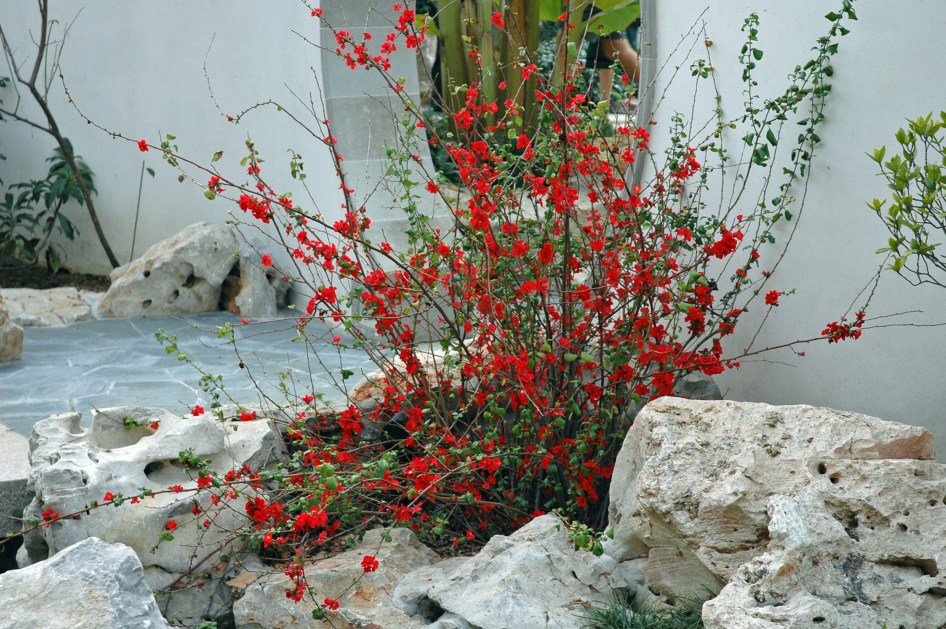 Chaenomeles speciosa - Japanese Flowering Quince | PlantMaster