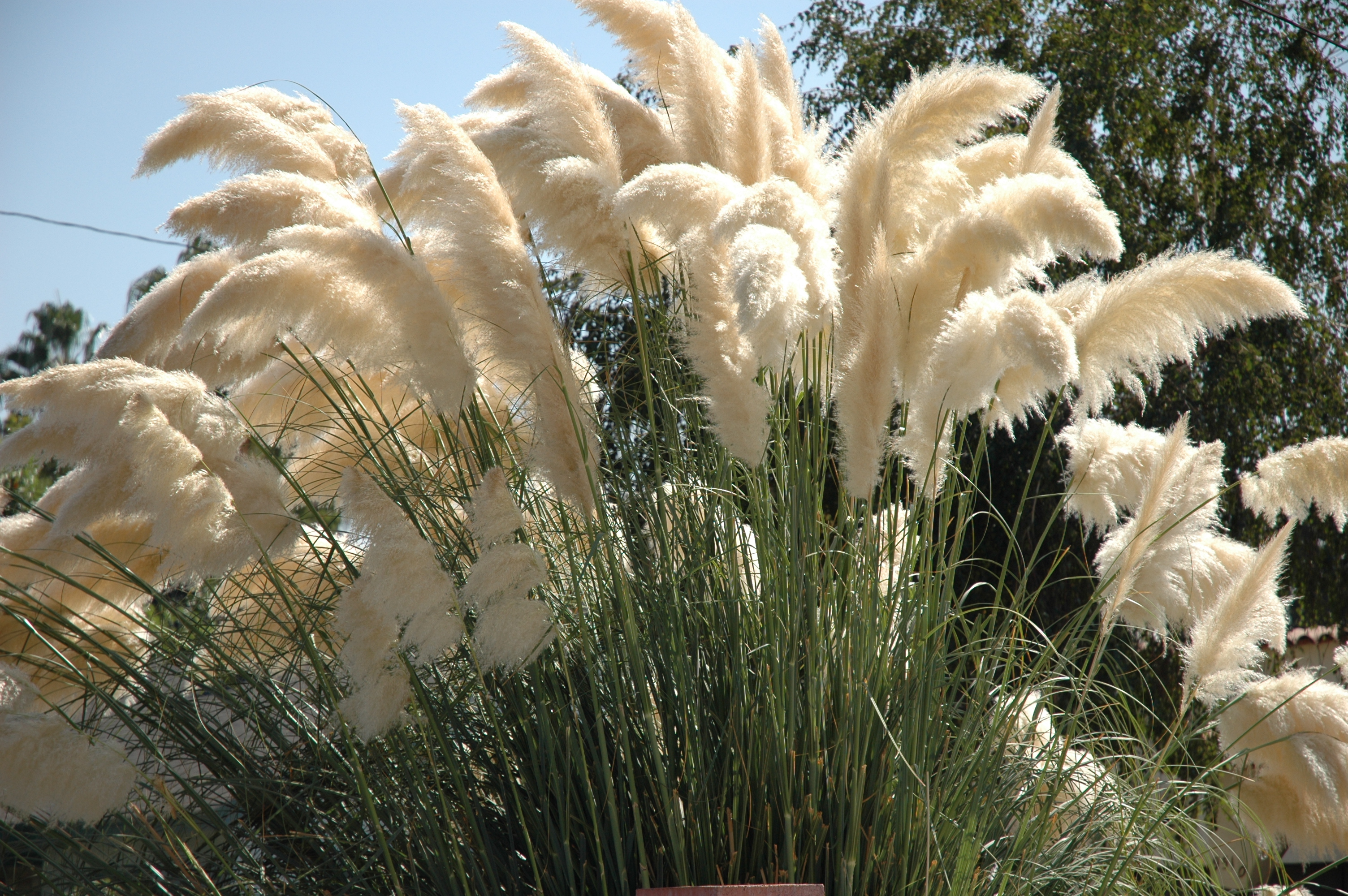 Cortaderia selloana - Pampas Grass