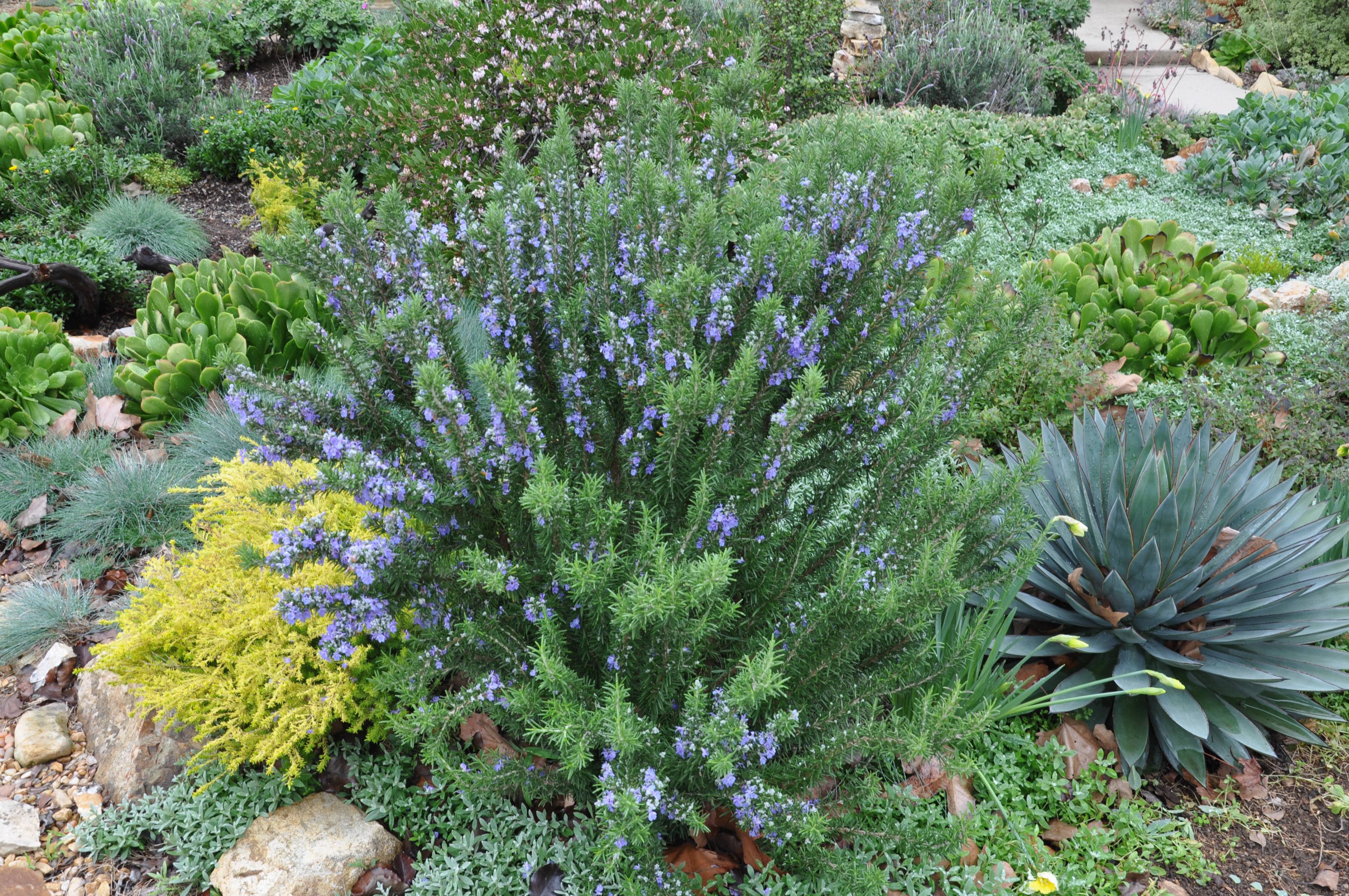 Rosmarinus officinalis 'Ken Taylor' - Ken Taylor Rosemary