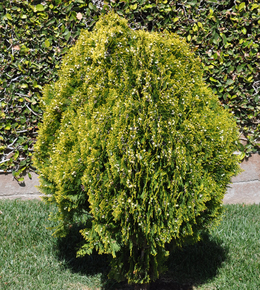 Platycladus orientalis 'Aurea Nana' - Dwarf Golden Arborvitae