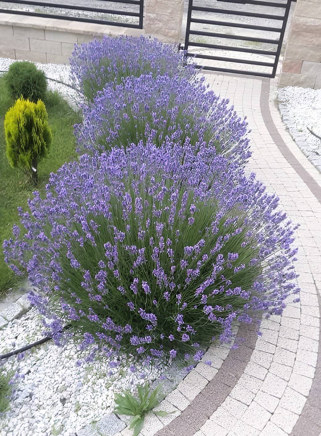 Lavandula x intermedia - Lavender, Lavandin | PlantMaster