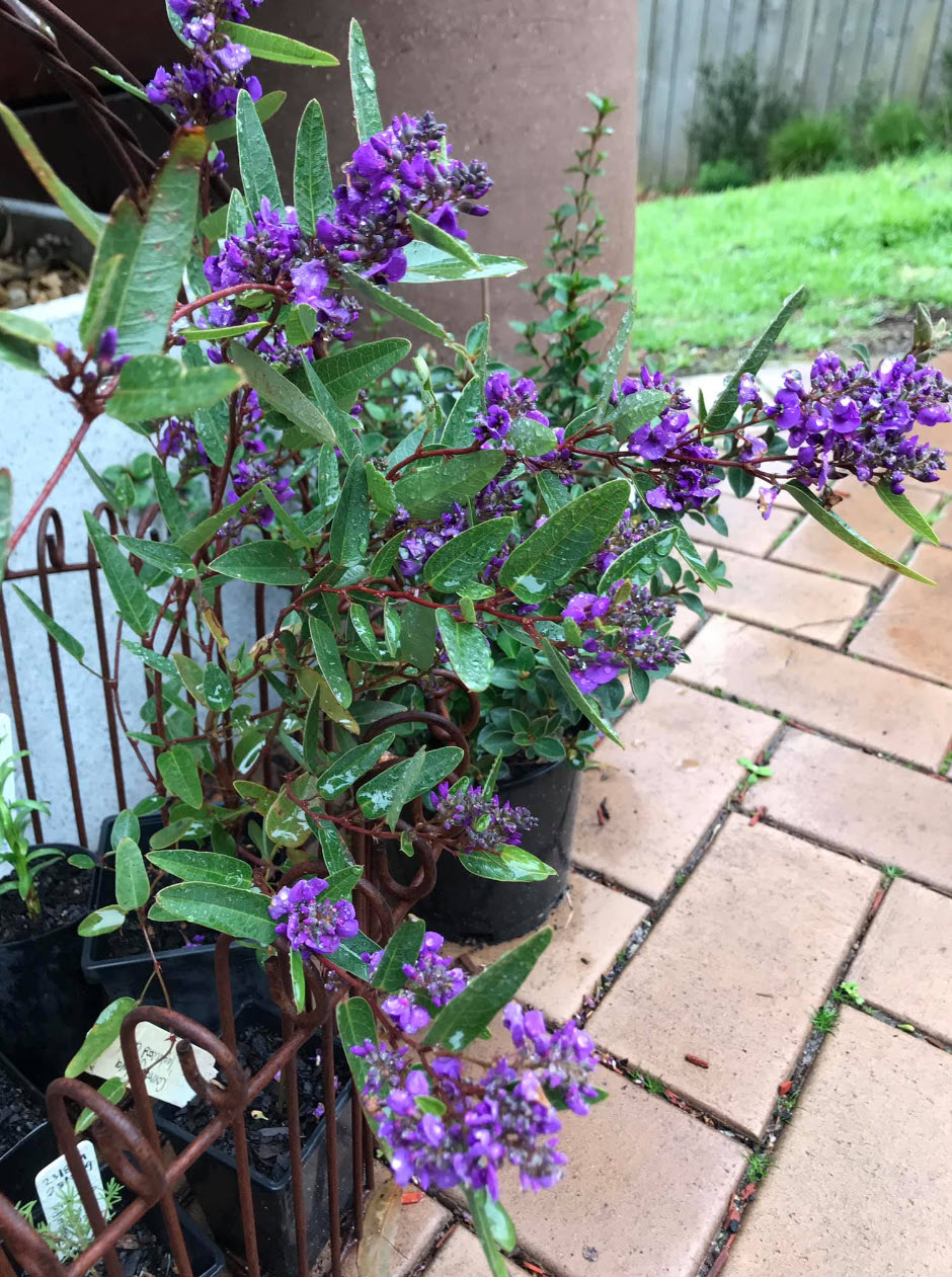 Hardenbergia violacea 'Mini Ha-Ha' - Mini Ha-Ha Lilac Vine