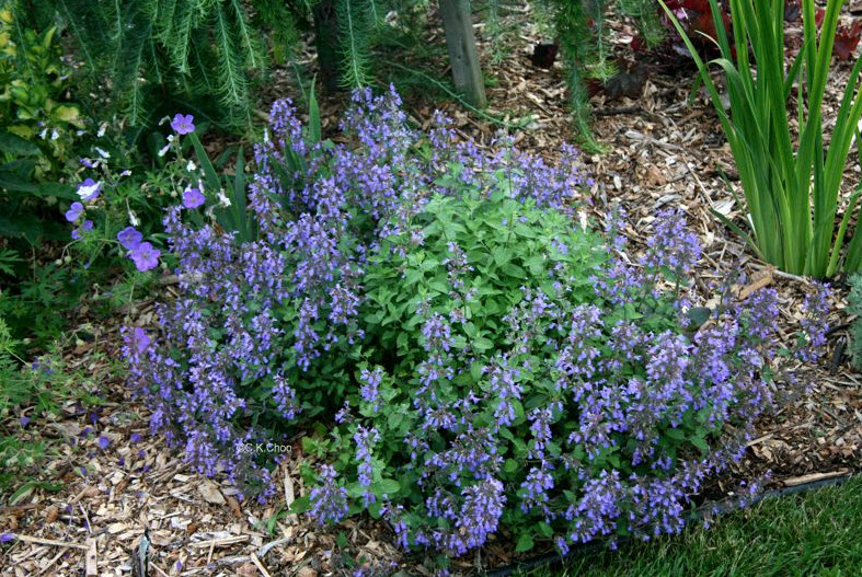 Nepeta x faassenii 'Blue Wonder' - Blue Wonder Catmint | PlantMaster