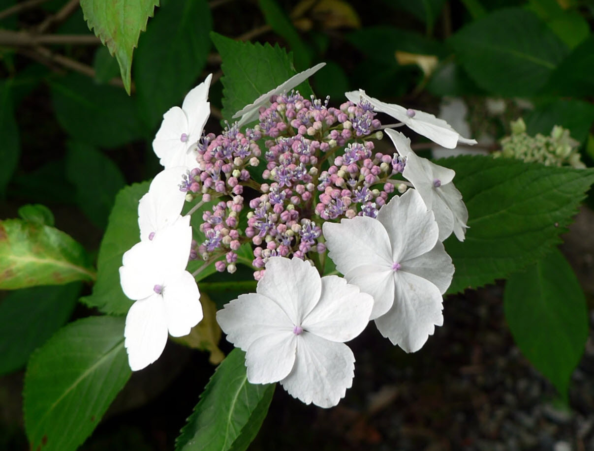 Hydrangea serrata - Sawtooth Hydrangea | PlantMaster