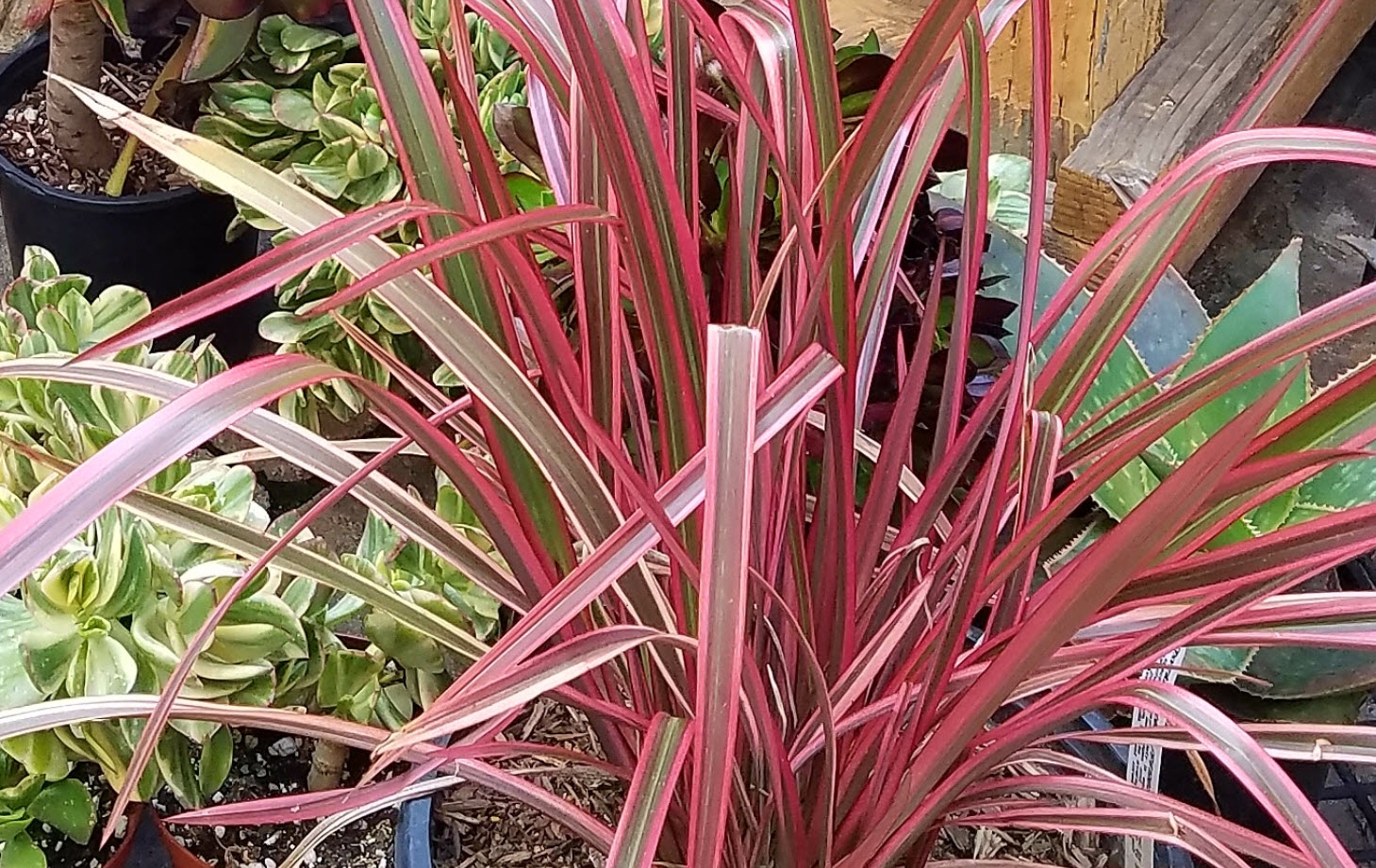 Phormium 'Jubilee' - Jubilee Flax | PlantMaster