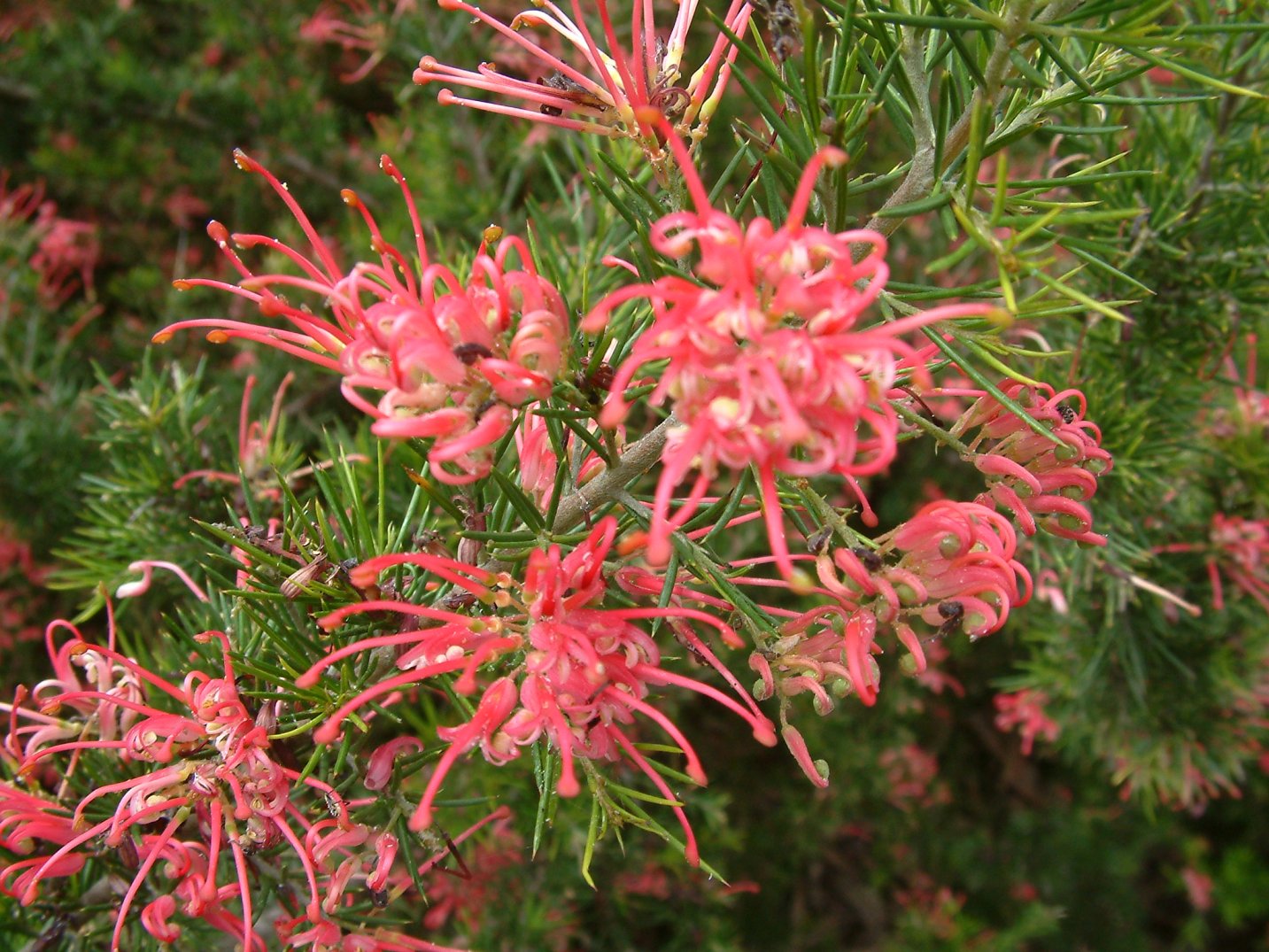 Grevillea 'Noellii' - Noell's Grevillea | PlantMaster