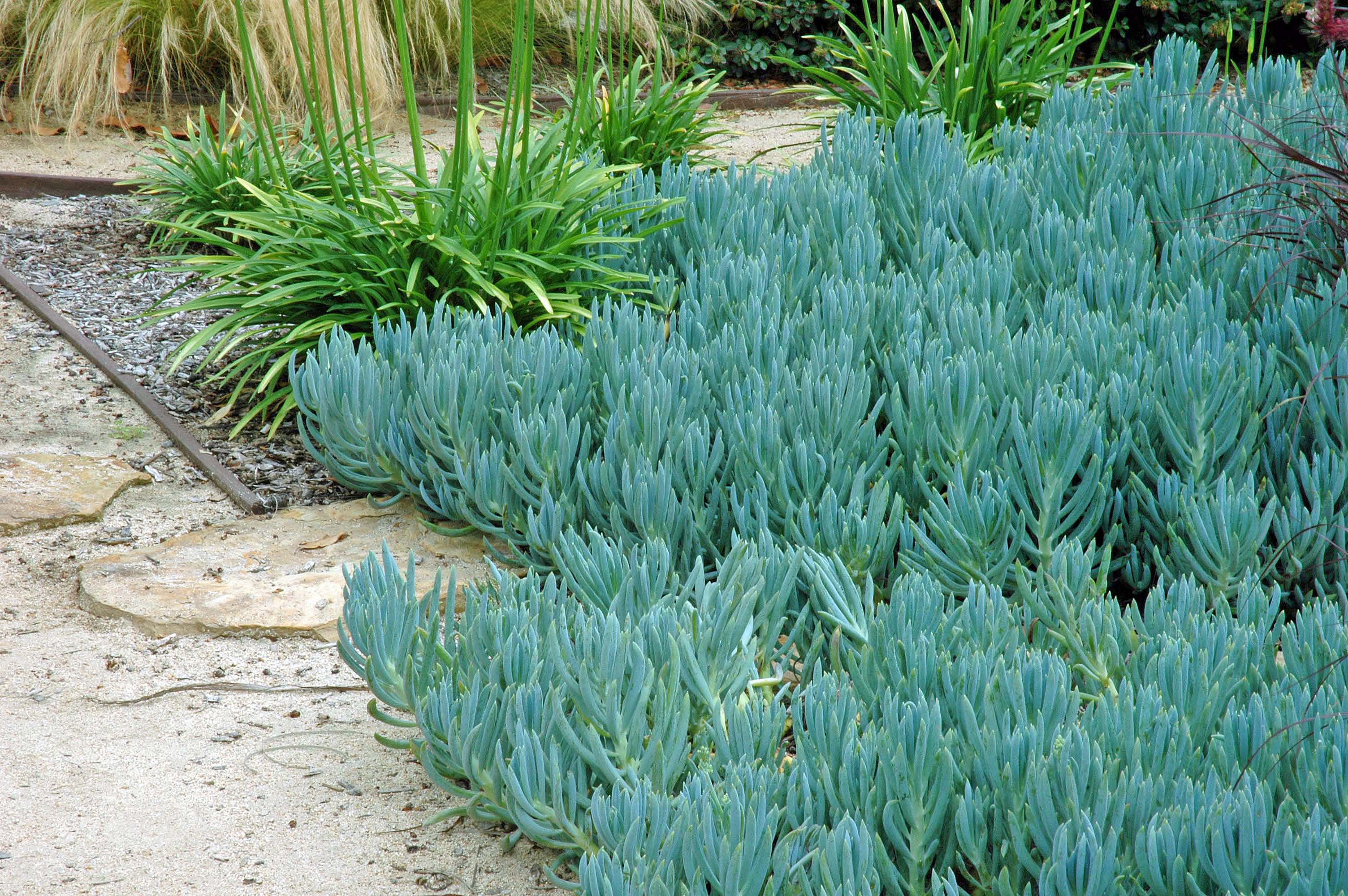 Senecio mandraliscae - Blue Chalk Sticks | PlantMaster