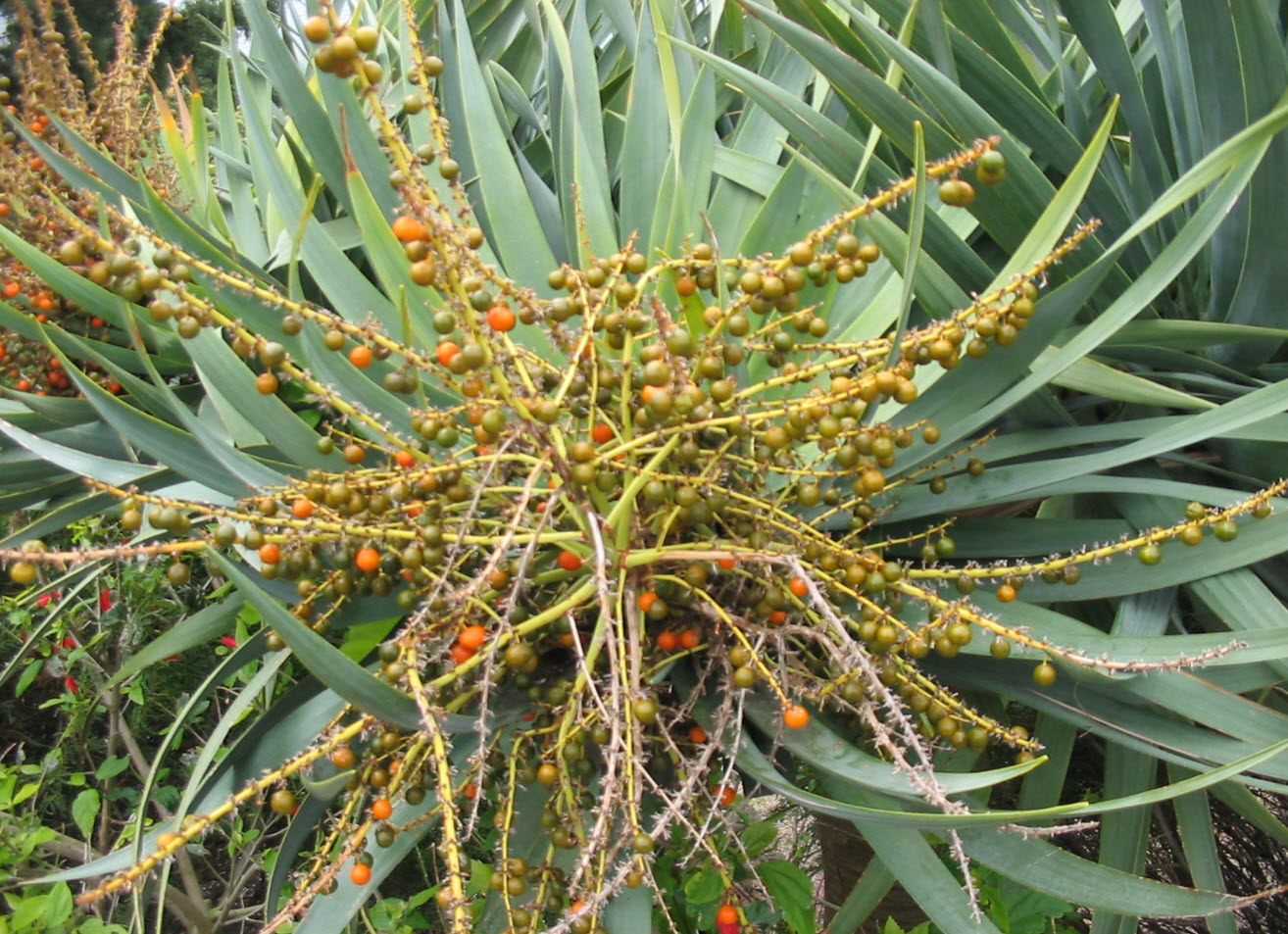 Dracaena draco - Dragon Tree | PlantMaster