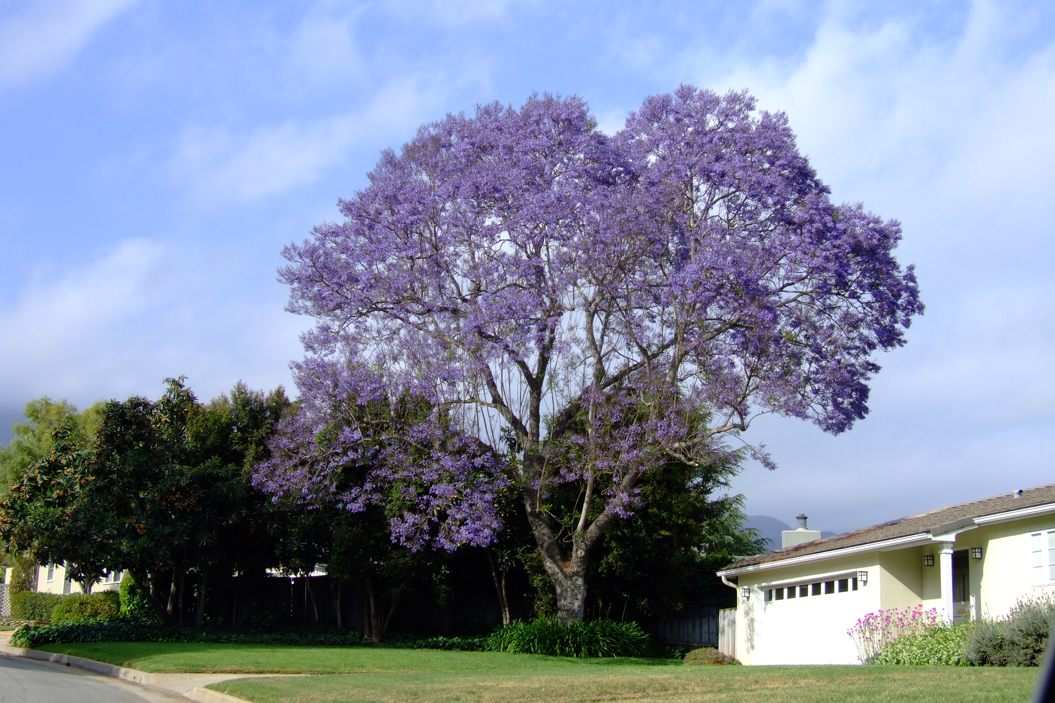【7/24まで】Master D-35style/Jacaranda ビンテージ Jacaranda mimosifolia - Jacaranda | PlantMaster