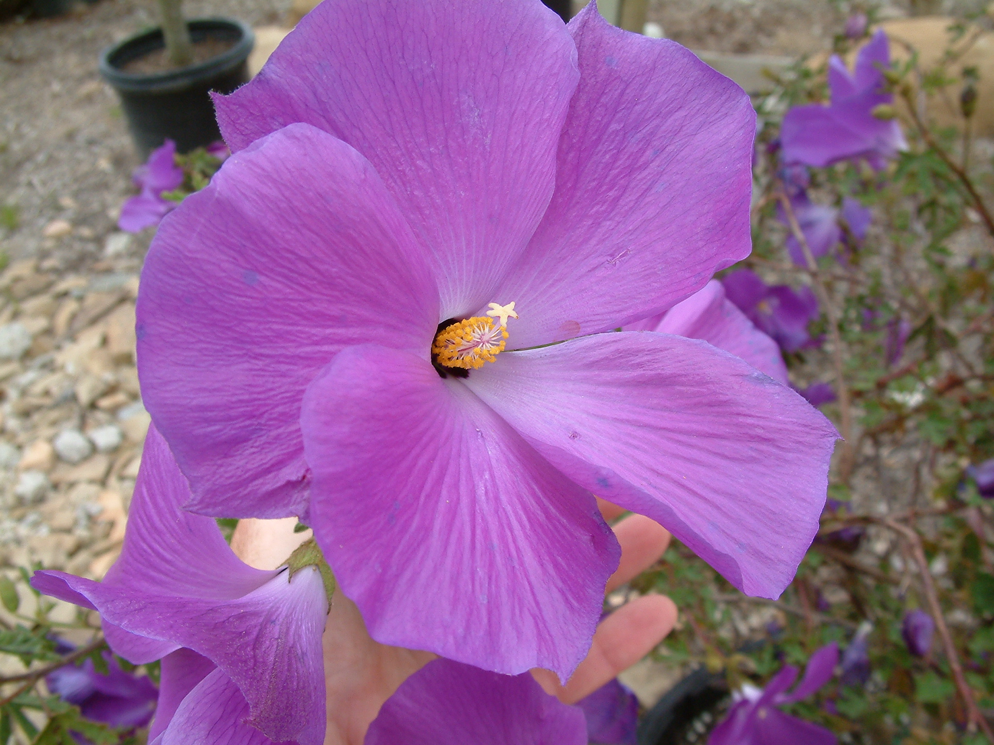 Alyogyne huegelii 'Santa Cruz' - Santa Cruz Blue Hibiscus