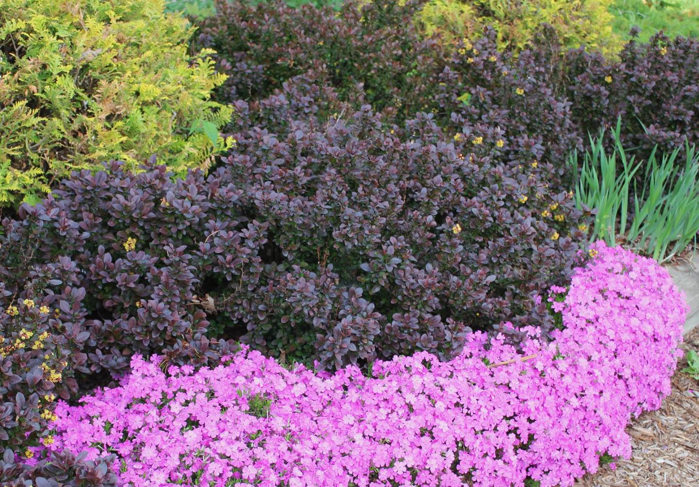Berberis thunbergii 'Concorde' - Red-Leaf Japanese Barberry