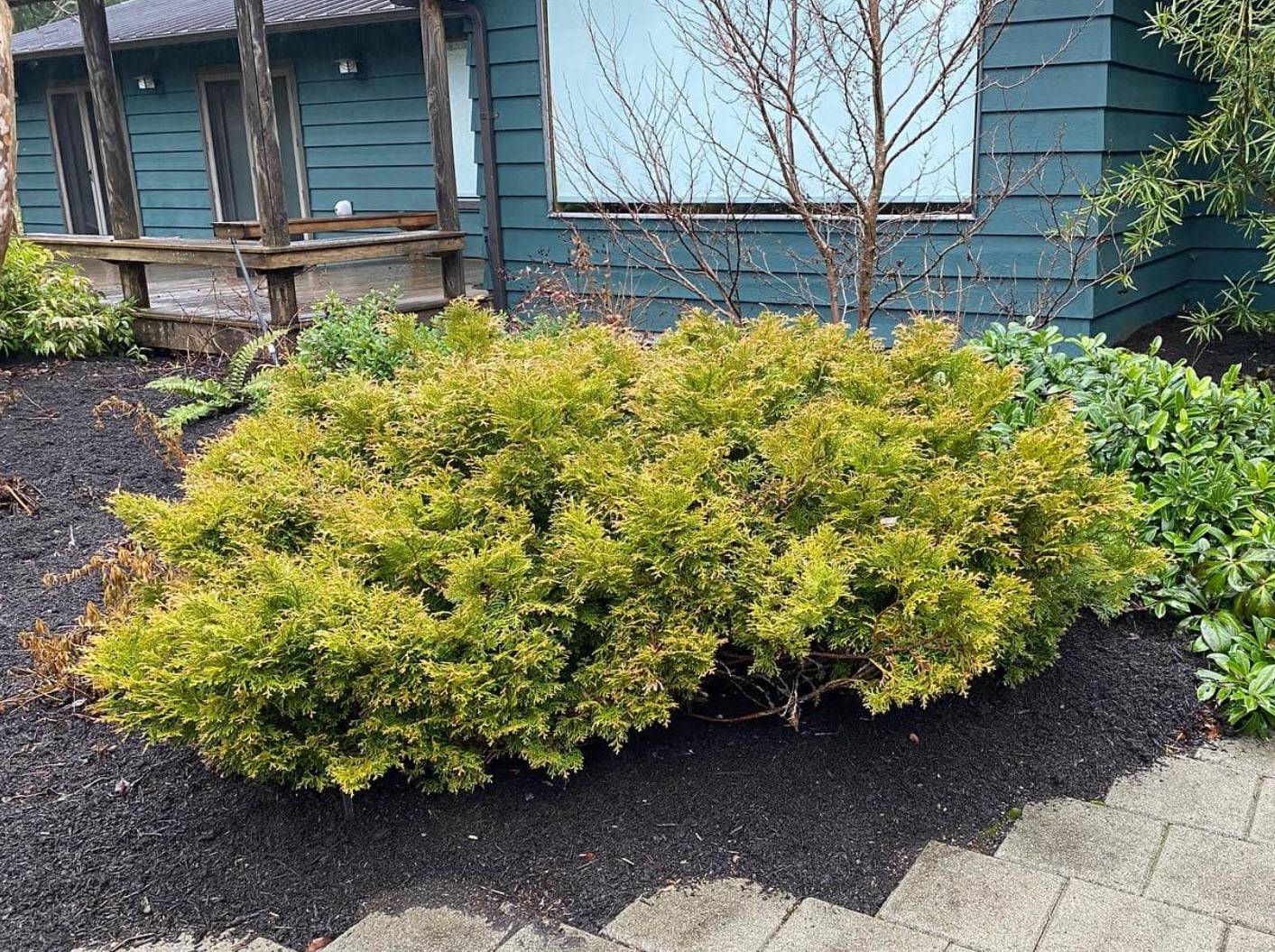 Thujopsis dolobrata 'Nana' - Dwarf False Arborvitae | PlantMaster