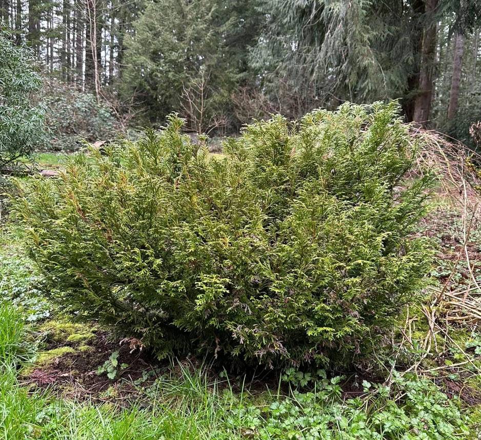 Thujopsis dolobrata 'Nana' - Dwarf False Arborvitae | PlantMaster