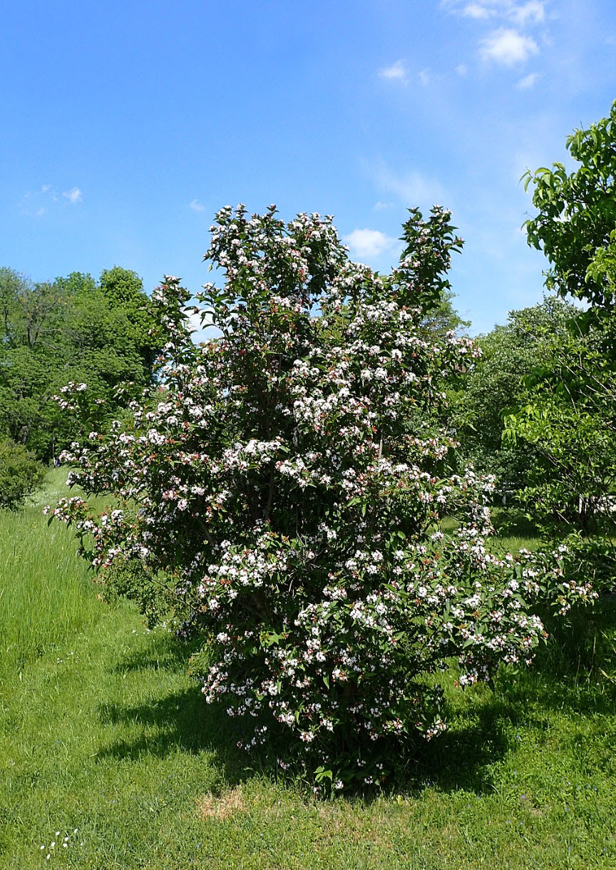 Abelia mosanensis - Fragrant Abelia | PlantMaster