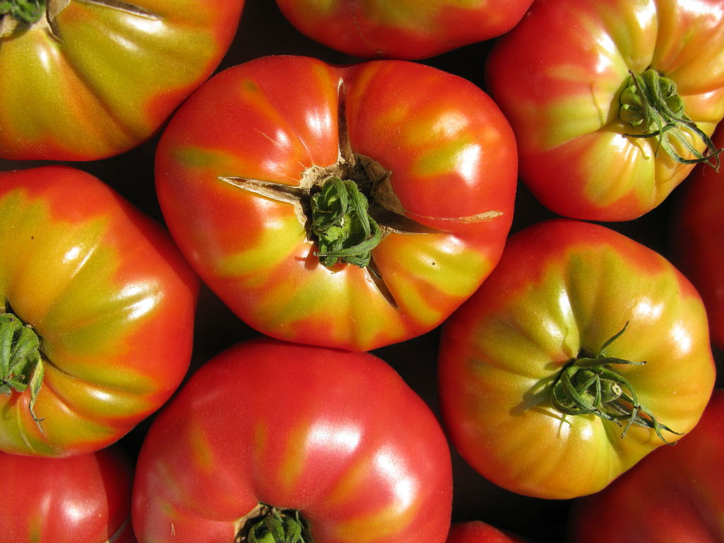 Solanum lycopersicum var. cerasiforme - Cherry Tomato | PlantMaster