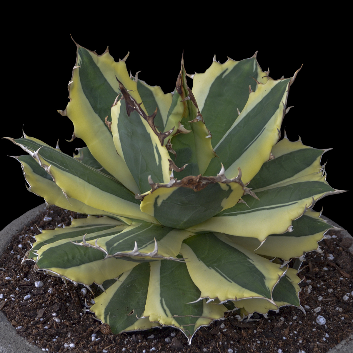Agave titanota 'Snaggle Tooth' - Snaggle Tooth Agave | PlantMaster