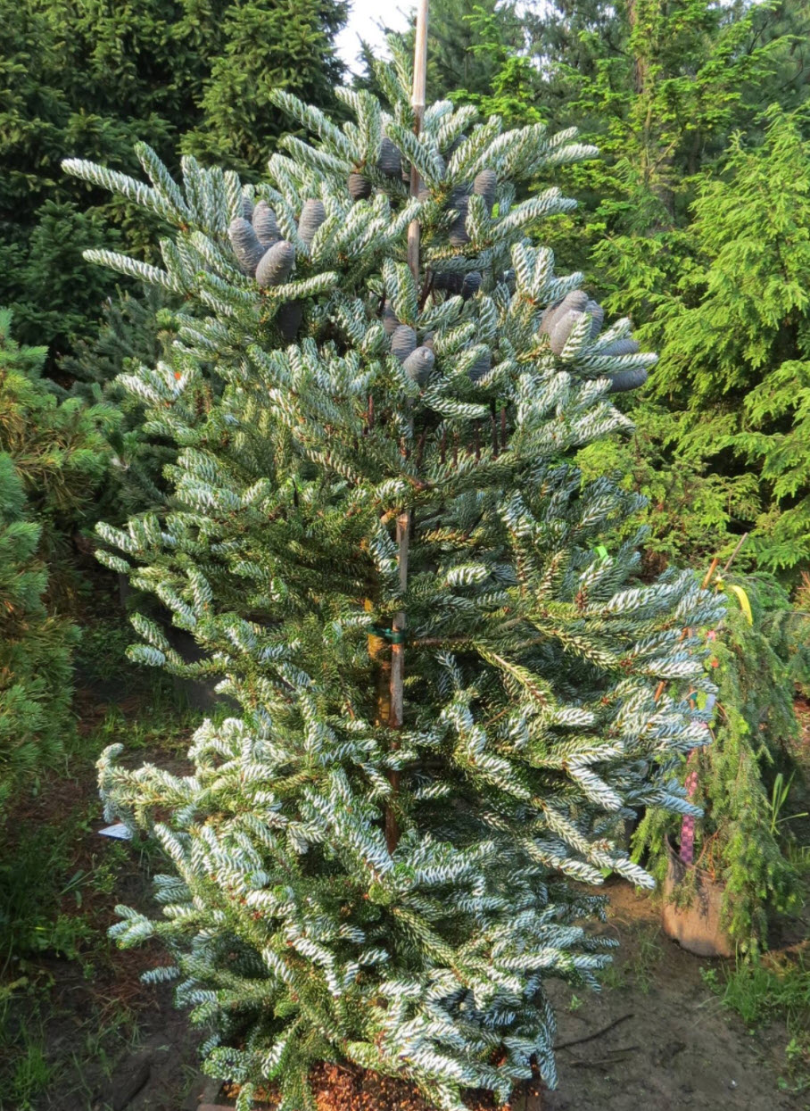 Abies koreana 'Silver Show' - Silver Show Korean Fir | PlantMaster