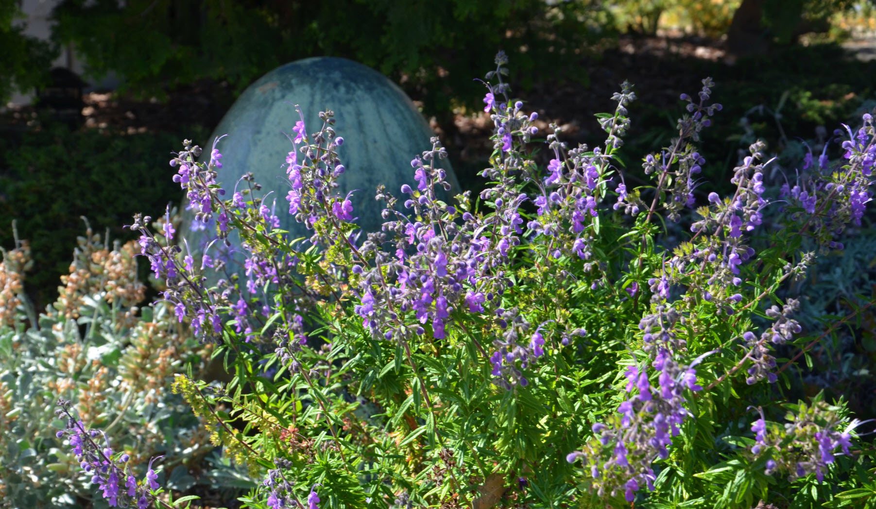 Trichostema 'Midnight Magic' - Midnight Magic Woolly Blue Curls