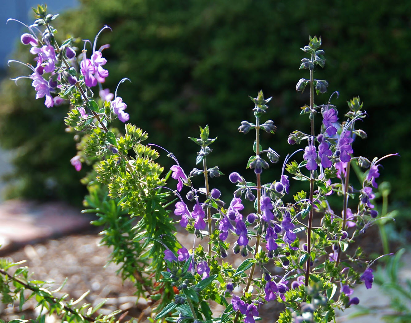 Trichostema 'Midnight Magic' - Midnight Magic Woolly Blue Curls