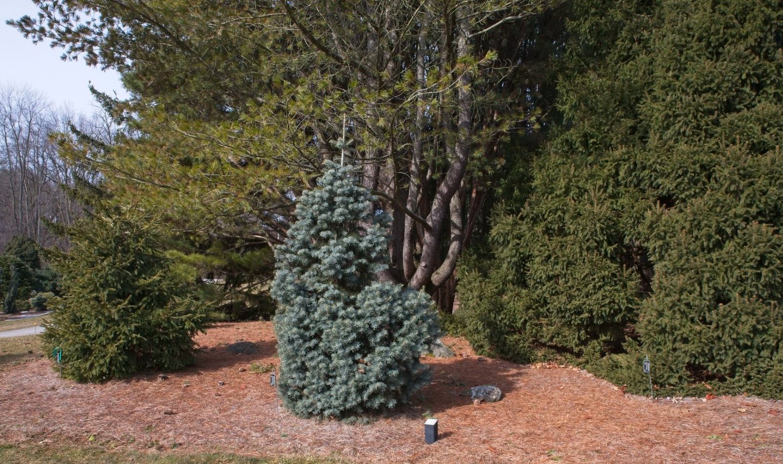 Abies concolor 'Compacta - Compact White Fir | PlantMaster