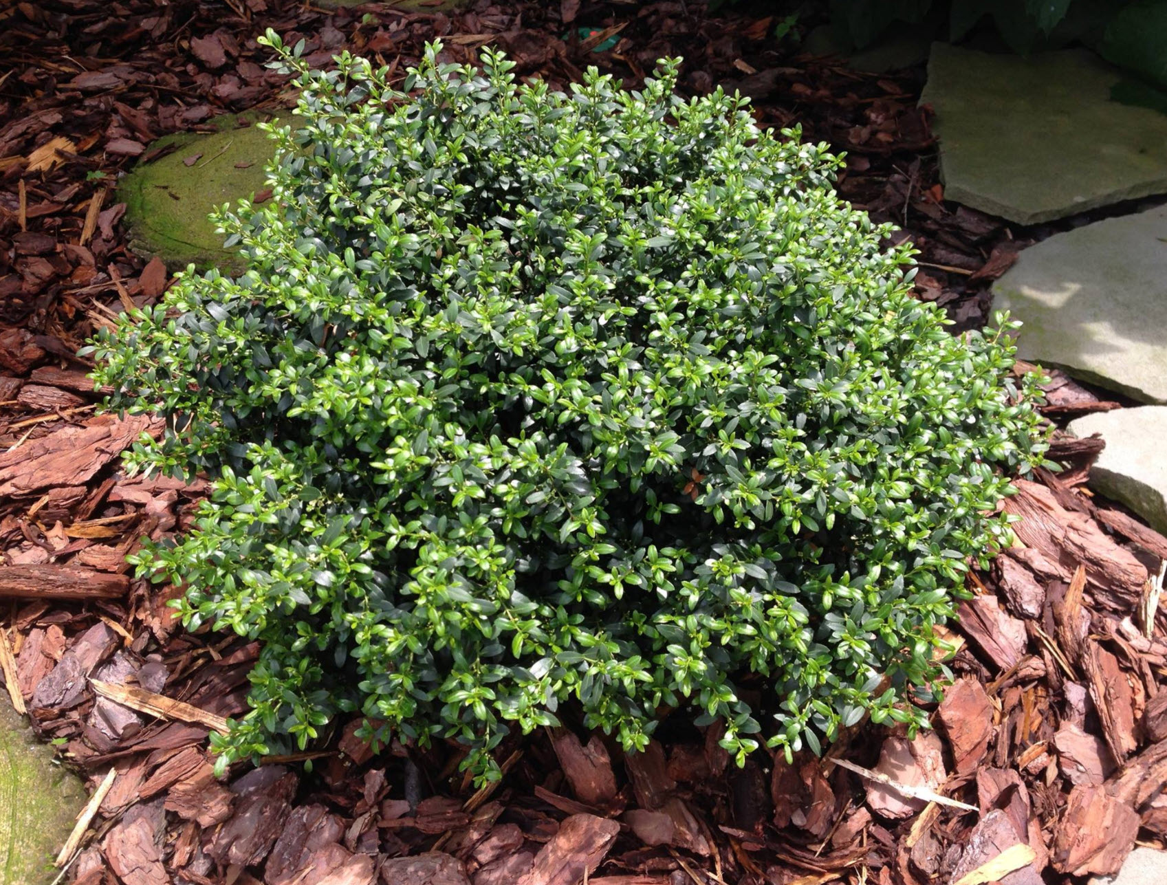 イボタの石です。 Ilex crenata 'Soft Touch' - Soft Touch Japanese Holly | PlantMaster