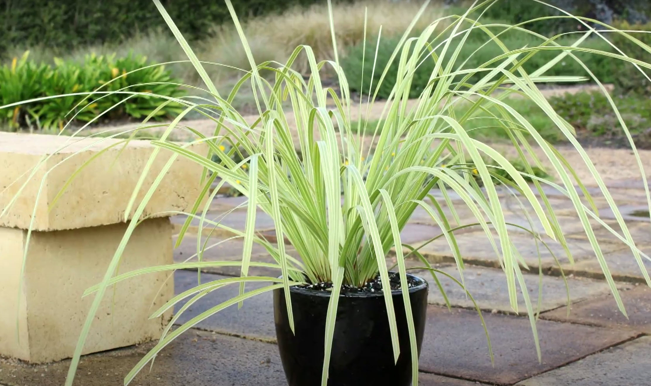 Lomandra hystrix 'Lucky Stripe' - Lucky Stripe Lomandra | PlantMaster