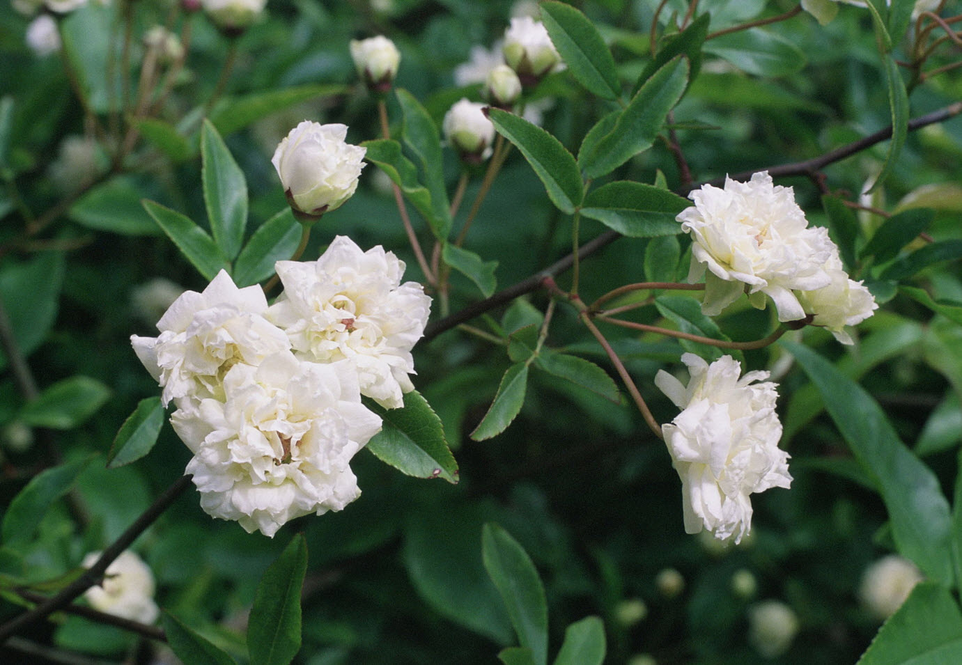 Rosa banksiae - Lady Banks' Rose