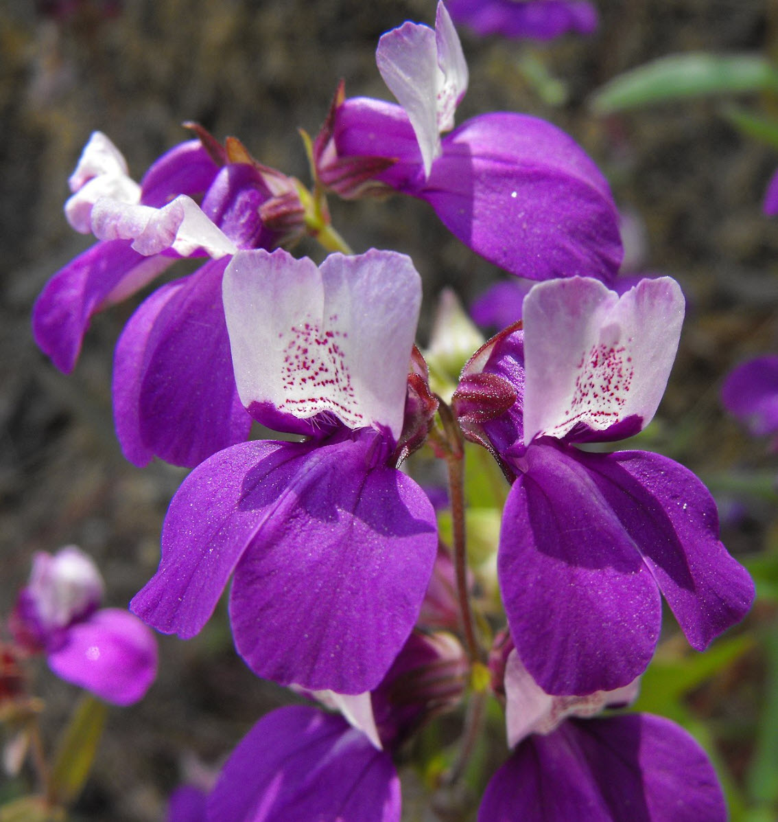 P. Madagascariense【大株】（TC）【09】 Collinsia heterophylla - Purple Chinese Houses | PlantMaster