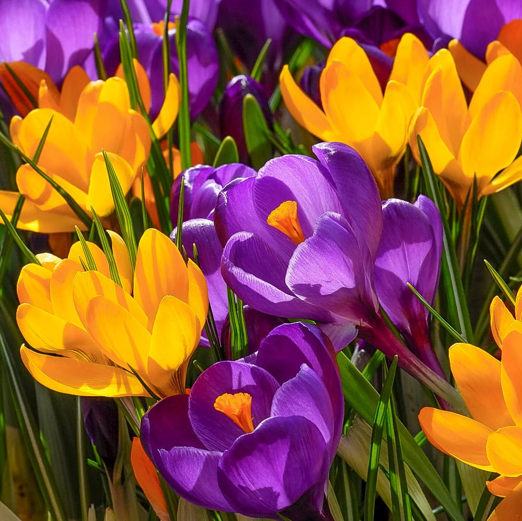 Crocus hybrids - Crocus | PlantMaster