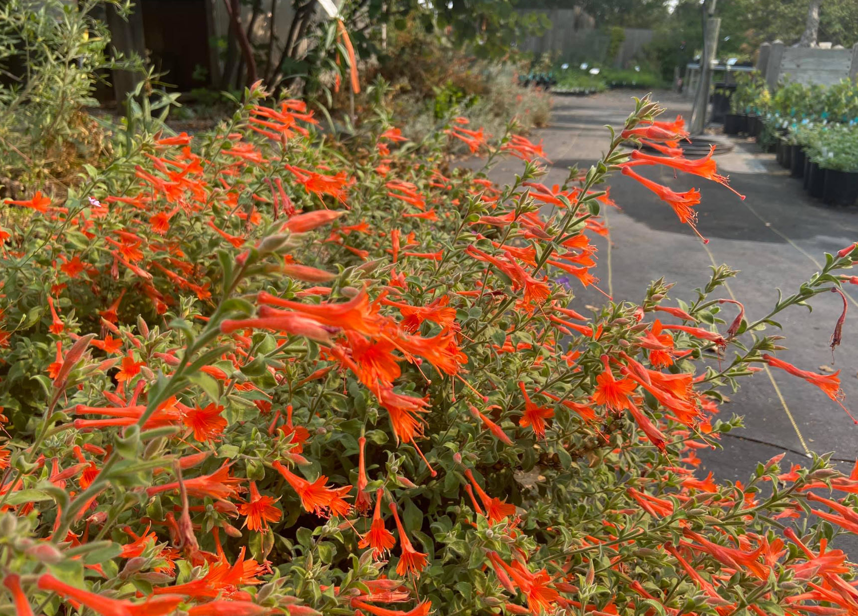 Epilobium canum 'Cloverdale' - Cloverdale California Fuchsia