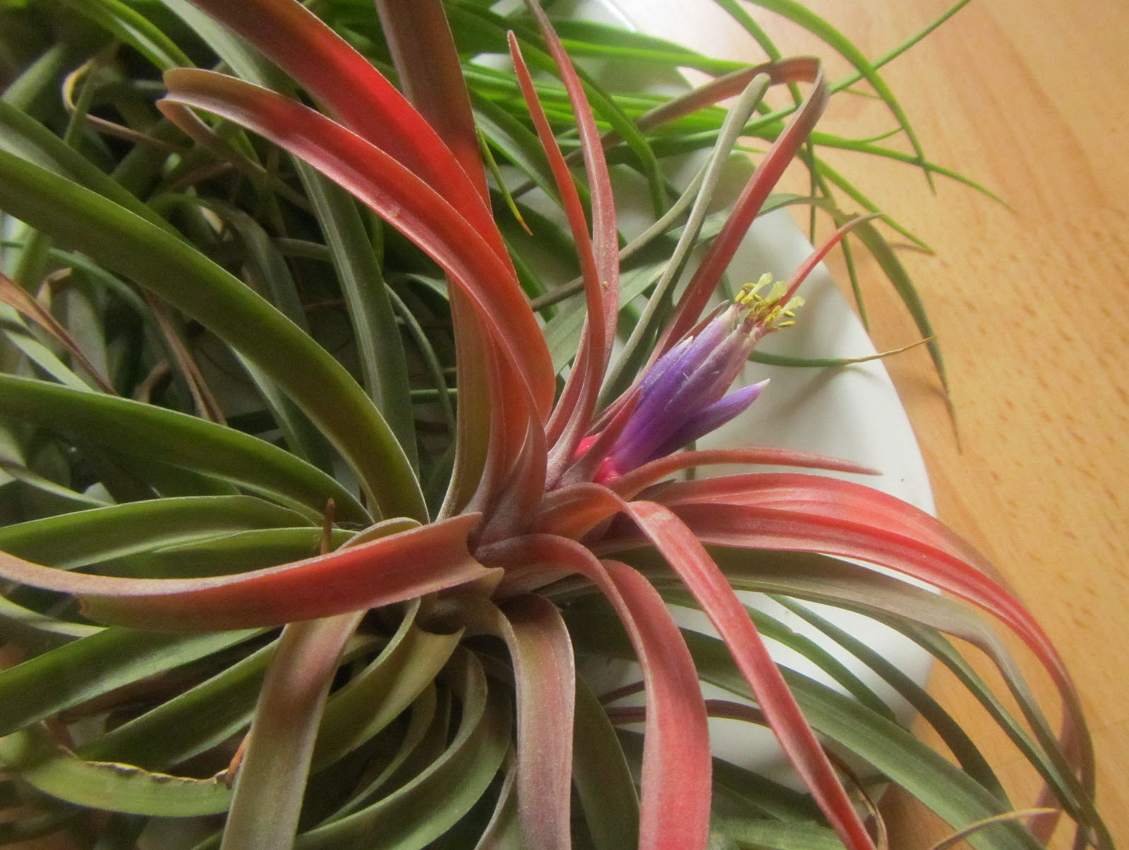 Tillandsia sp. - Air Plants | PlantMaster